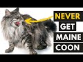 6 Most common Maine Coon Behavior Problems that You should know