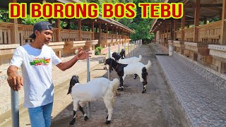 JURAGAN TEBU DARI GUNUNG KIDUL BORONG 4 EKOR...