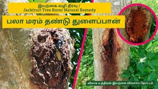 பலா மரம் தண்டு துளைப்பான் | jackfruit tree stem borer |Natural remedy #jackfruits #borer #மரம்