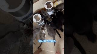 ネコと子ネコとおじさん　皆んなでワチャワチャごはん‼️ #shorts #cats #cat #kitty #猫 #猫動画 #クロネコニャー #赤ニャン #猫動画 #ねこ