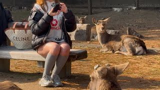 奈良の鹿ちゃんと触れ合い癒される外国人観光客🫎