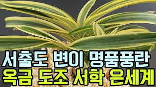 서출도 변이 명품풍란 옥금 도조 서학 은세계 (풍란부귀란) [꽃밭에서 난원]난테크 재테크 식테크 초특가 춘란 orchid 정원 희귀난 도시농부