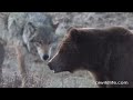 bears and wolves fighting for dinner