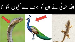 Why did Allah remove the Peacock and Snake from Paradise| Allah ne Jannat se kiyun nikala