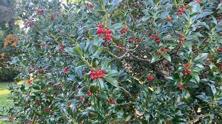 Ilex vagyis a magyal, egy remek örökzöldünk