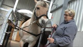 Hippotherapy with Handi-Move : Hippo-droom St.-Oda Overpelt, Belgium