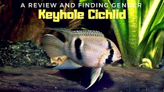 Most Underrated Peaceful Cichlid... Keyhole Cichlids