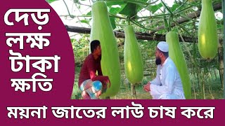 দেড় লক্ষ টাকা ক্ষতি লাউ চাষে।২ বিঘা জমিতে দেড় লক্ষ টাকা লস লাউ চাষে।