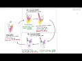 8-15 Cardiac Cycle (Cambridge AS & A Level Biology, 9700)