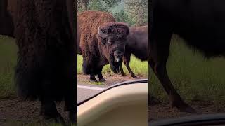 I Am Bison Hear Me Roar
