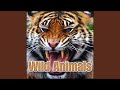 Animal, Wolf - Pack of Tiberwolves: Howling, Ravens in Background, Wolves & Coyotes
