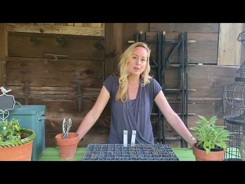 Can you grow quinoa in pots?