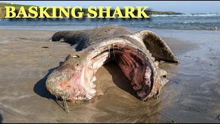 7 Metre Long Female Basking Shark Washes Up On Beach In Cork