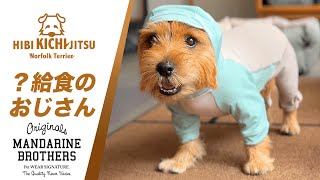 愛犬キチ マンダリンブラザーズのレインスーツ【 dog ノーフォークテリア norfolkterrier dogwear】