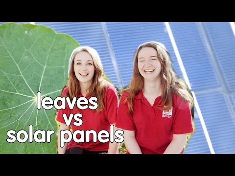 Plants vs Solar Panels: Which is better at capturing solar energy? | At-Bristol Science Centre Plants vs Solar Panels: Which is better at capturing solar energy? | At-Bristol Science Centre
