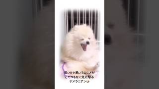 大あくびかますララちゃん🥱 #dog #pomeranian #ポメラニアン #犬のいる暮らし #tiktok #愛犬 #癒し #ララちゃん #チラ見 #犬 #あくび