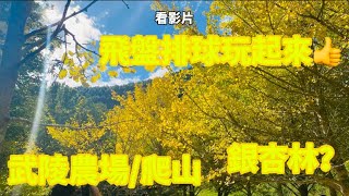 雪山七卡山莊？＆武陵農場銀杏,還有誰說飛盤可以這樣玩的？！