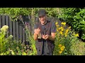 how to winter sow phlomis u0026 grow from seed  perennial garden