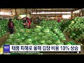 태풍 피해로 올해 김장 비용 10% 상승