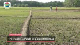 puluhan hektar sawah mengalami kekeringan