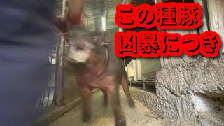 #358 ビビりのオス豚が【漢】（おとこ）になる瞬間！！