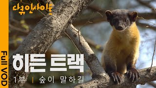 ✨최초공개✨오대산 ‘담비’의 육아일기! 작고 귀엽지만 우리나라 산림 생태계에서 최상위 포식자? | 1편 숲이 말하길 | 다큐인사이트 - 히든트랙 | KBS 2023.12.14 방송