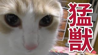 《甘えんぼ猫 ラズリ》猛獣に襲われた！恐怖体験の記録 -ノルウェージャンフォレストキャット-