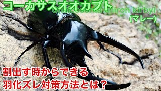 割り出す時から羽化ズレ対策をしていく方法【マレーコーカサスオオカブト】　Three horned beetle Checking the breeding box for eggs