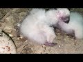 sensitive content baby turkey vulture series watch me grow episode 2