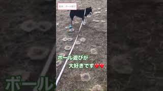 【柴犬】りんちゃん、散歩Part3