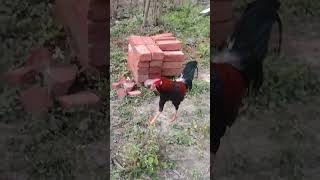 🐓தொண்டை கரகரன்னு இருக்கு ஒனரே😂😂🤣 #funny_chicken #kozhi_koothugal