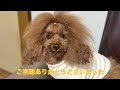 【shein購入品】sheinでアラフォーかぁちゃんが秋冬物を買ってみた！【犬服】【トイプードル】【チャプター付】 119