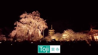 【Toji】京都 東寺 夜桜ライトアップ 徘徊 Kyoto 散歩【4K】