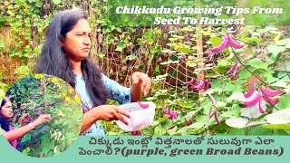 Broad Beans Growing Tips \u0026 Harvesting | Backyard Gardening | Chikkudu | USA telugu vlogs