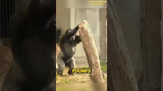 Gorilla - How Strong is it Really