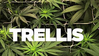 How to Hang or Install Trellis in Grow Tent - Scrog 101 basics