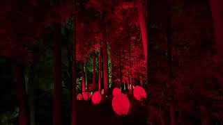 チームラボ 偕楽園 光の祭 2022 / teamLab Digitized Kairakuen Garden 2022 (Shorts 1)