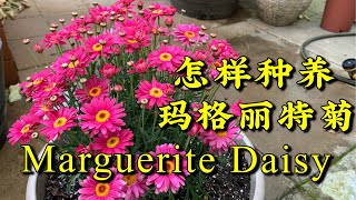 怎样种养玛格丽特菊 Marguerite Daisy