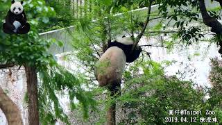 2019.04.12 圓仔背對爬樹毀枝