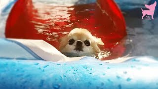 Cute Chihuahua Dogs Swimming in a Pool (So Much Fun!)