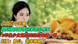 民間故事：少女山中采藥，見紅狐受傷帶回家悉心照料，3年後少女遭惡毒捉住命懸一線，紅狐：恩公，我來報恩了