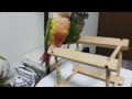 ホオミドリアカオウロコインコ ノーマルとパイナップルの違い