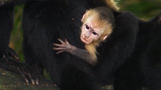 Cute baby Capuchin monkey and its group in Costa Rica