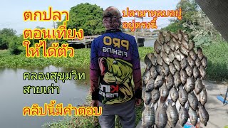 ฝูงปลานิลถล่มคลองธรรมชาติสูตรเด็ดตกปลาตอนเที่ยงให้ได้ตัวมีตัวเป็นกินกระชังแทบแตก