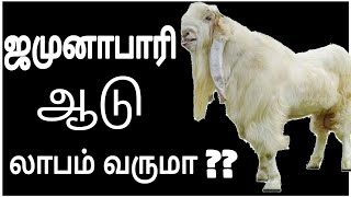 ஜமுனாபாரி ஆடு வளர்ப்பு || Jamunabari Goat Breeding