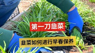 How to maintain chives in early spring | 春天里的第一刀韭菜，韭菜如何进行早春保养