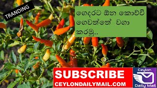 ගෙදරට ඕන කොච්චි  ගෙවත්තේ  වගා කරමු..KOCHCHI CULTIVATION