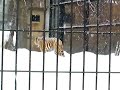 冬の旭山動物園　アムール虎　20070221vol.1