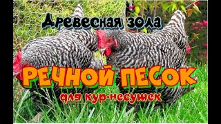 Как повысить здоровье кур-несушек.(Зола и речной песок для кур-несушек)