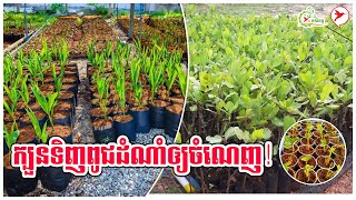 ក្បួនទិញពូជដំណាំឲ្យចំណេញ! | កម្មវិធីកសិកម្ម